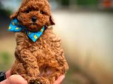 En Iyi Kalıte Tcup  Toy Poodle Yavrularımız