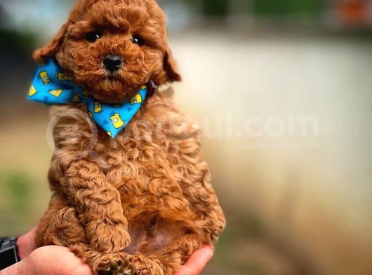 En Iyi Kalıte Tcup  Toy Poodle Yavrularımız görsel