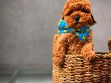 En Iyi Kalıte Tcup  Toy Poodle Yavrularımız