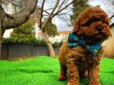 En Iyi Kalıte Tcup  Toy Poodle Yavrularımız
