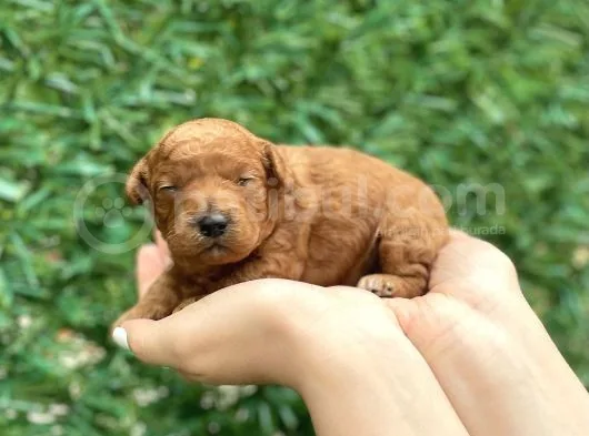 Anne Altından Red Toy Poodle