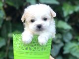 Dizayn Irk Maltipoo Yavrular