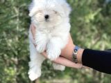 0 Burun Tea Cup Maltese Terrier / Erkek