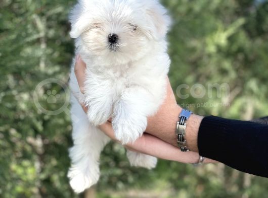 0 Burun Tea Cup Maltese Terrier / Erkek görsel