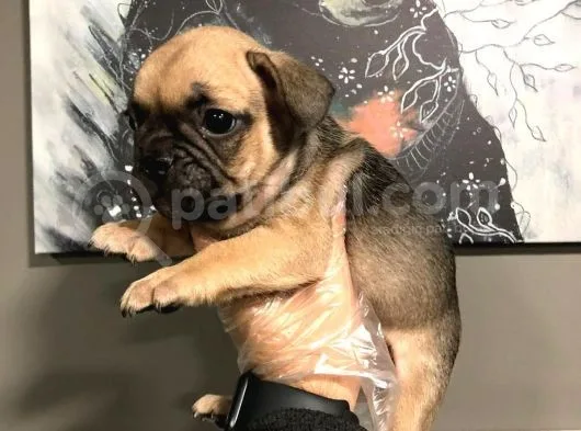 French Bulldog Yavruları