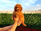 2 Aylik Erkek Ve Di̇şi̇ Toy Poodle'Lar