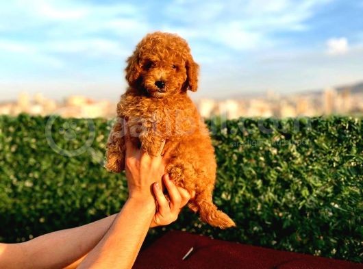 2 Aylik Erkek Ve Di̇şi̇ Toy Poodle'Lar görsel