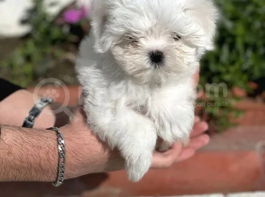 0 Burun Tea Cup Maltese Terrier / Erkek