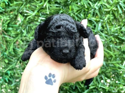 Anne Altından Si̇lver Toy Poodle görsel