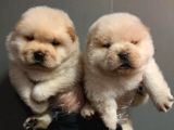 Chow Chow Yavruları