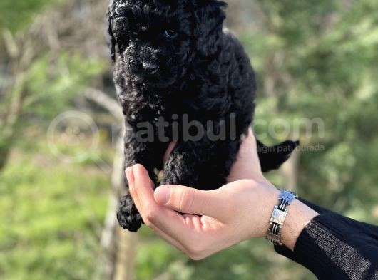 Black Color / Di̇şi̇ / Toy Poodle Yavrulari görsel