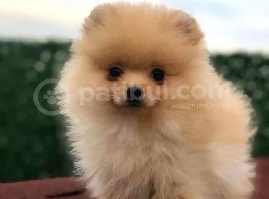 3 Aylik Di̇şi̇ Pomerani̇an Boo
