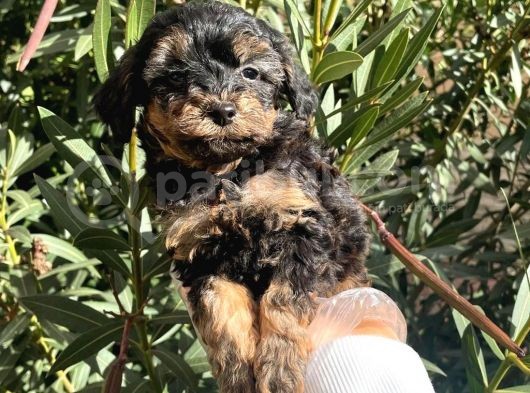 Satilik Muhteşem Poodle Yavrulari görsel