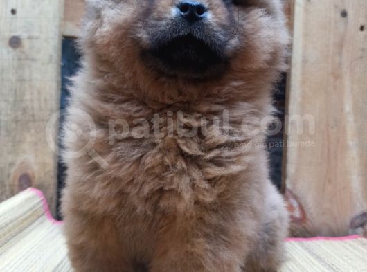 Chow Chow Çin Aslani Kahve Rengi Yavrumuz görsel