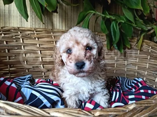 Apricot Dişi Toy Poodle Yavrumuz