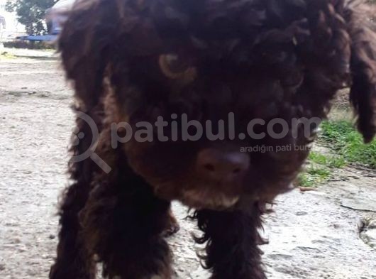 Lagotto 2 Aylik Yavrumu Sahiplendiriyorum. görsel