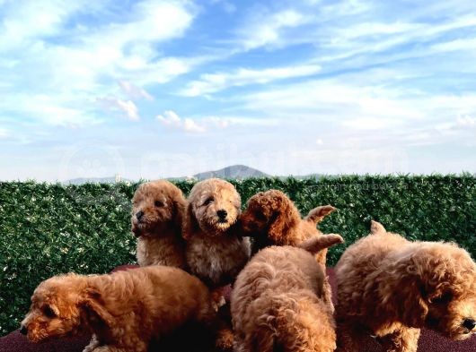 Sevimli Red Brown Toy Poodle Yavrularımız görsel