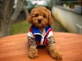 Tüy Dökülmesi  Olmayan Toy Poodle Yavrularımız