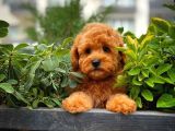 Tüy Dökülmesi  Olmayan Toy Poodle Yavrularımız
