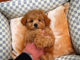 Tüy Dökülmesi  Olmayan Toy Poodle Yavrularımız