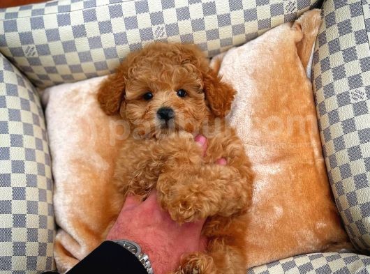 Tüy Dökülmesi  Olmayan Toy Poodle Yavrularımız görsel