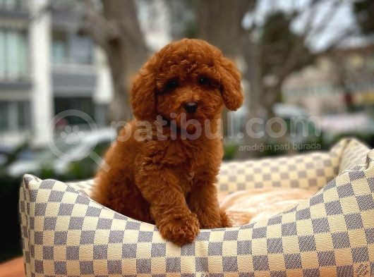 Cocuklarla Anlasabılen En Iyı Irk Toy Poodle Yavrusu görsel