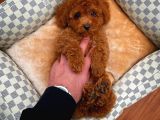 Cocuklarla Anlasabılen En Iyı Irk Toy Poodle Yavrusu