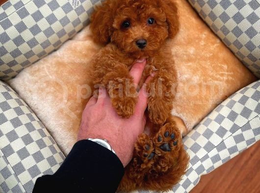 Cocuklarla Anlasabılen En Iyı Irk Toy Poodle Yavrusu görsel