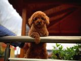 Cocuklarla Anlasabılen En Iyı Irk Toy Poodle Yavrusu