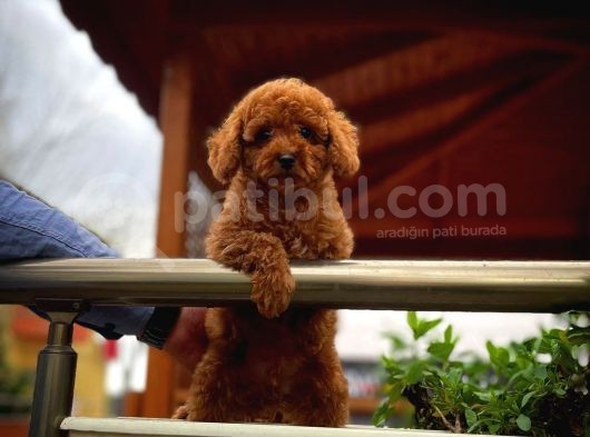 Cocuklarla Anlasabılen En Iyı Irk Toy Poodle Yavrusu görsel