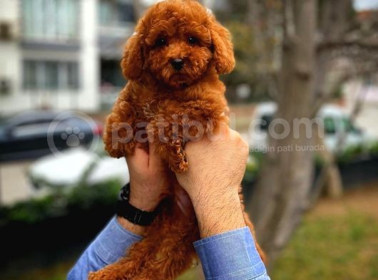Cocuklarla Anlasabılen En Iyı Irk Toy Poodle Yavrusu görsel