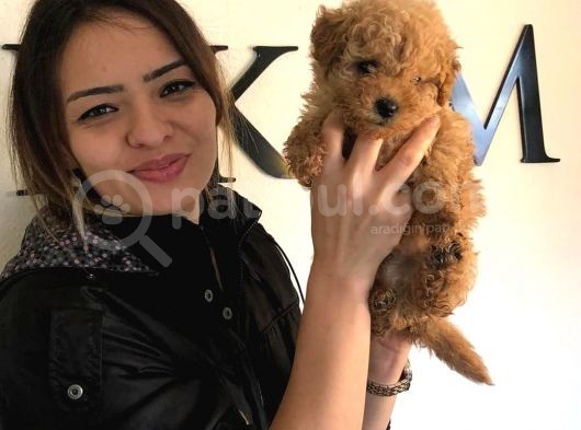 Safkan Orjinal Toy Poodle Yavrumuz görsel