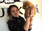 Safkan Orjinal Toy Poodle Yavrumuz