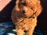 Safkan Orjinal Toy Poodle Yavrumuz
