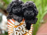 Safkan Irk Garantili Black Toy Poodle Yavrularımız