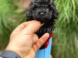 Safkan Irk Garantili Black Toy Poodle Yavrularımız