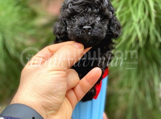 Safkan Irk Garantili Black Toy Poodle Yavrularımız görsel