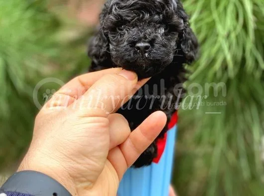 Safkan Irk Garantili Black Toy Poodle Yavrularımız