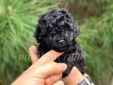 Orijinal Irk Garantili Black Toy Poodle Yavrularimiz