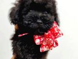 Irkının En İyisi Black Toy Poodle Yavrularimiz