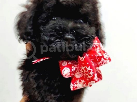 Irkının En İyisi Black Toy Poodle Yavrularimiz görsel