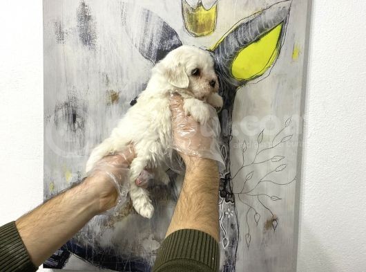 Muhteşem Kali̇te Maltese Terri̇er Yavruları görsel