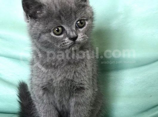 Safkan Bri̇ti̇sh Shorthai̇r Erkek Yavrumuz görsel