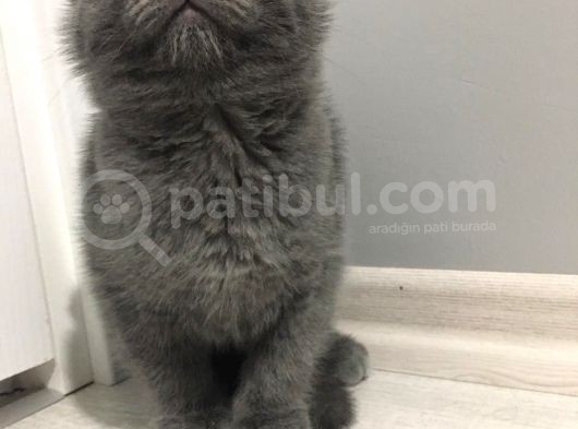 Sıfır Kulak Scottish Fold Erkek Yavru görsel