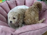 Poodle Gen Baskin Maltipoo Bebeklerim