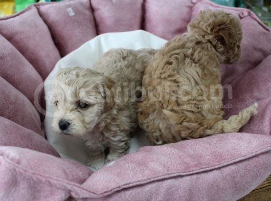 Poodle Gen Baskin Maltipoo Bebeklerim görsel