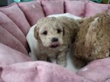 Poodle Gen Baskin Maltipoo Bebeklerim