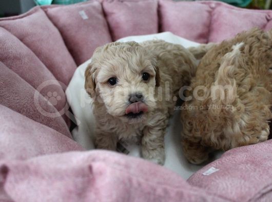 Poodle Gen Baskin Maltipoo Bebeklerim görsel