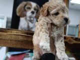 Poodle Gen Baskin Maltipoo Bebeklerim