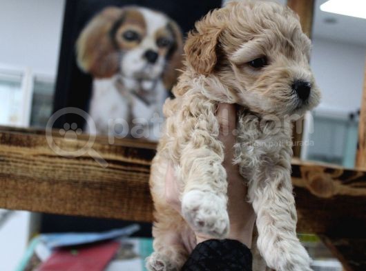 Poodle Gen Baskin Maltipoo Bebeklerim görsel